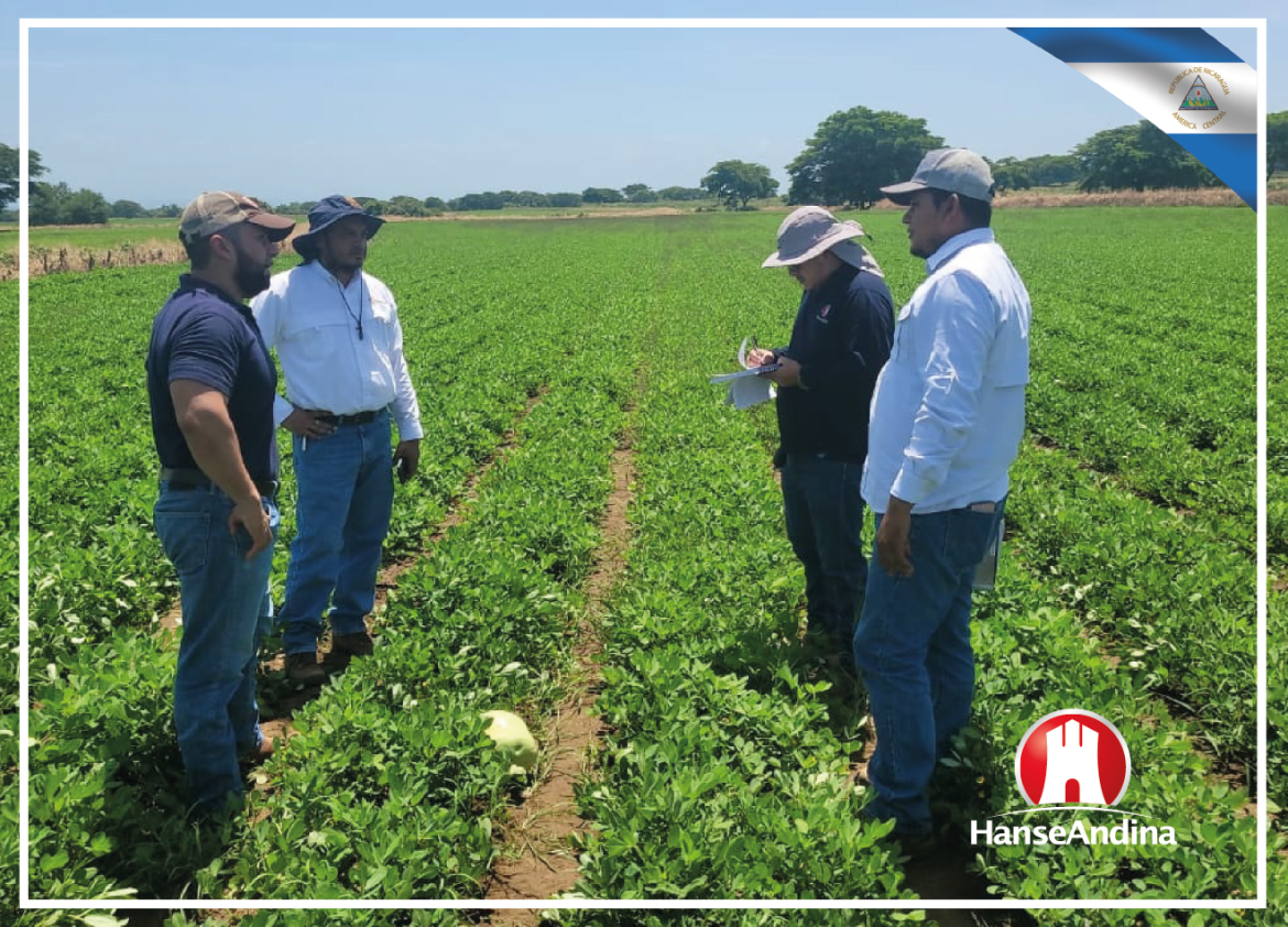 Cultivo de Maní en Nicaragua